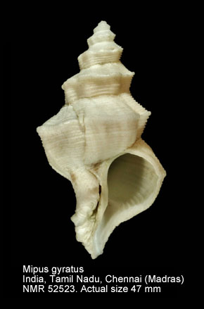 Mipus gyratus.jpg - Mipus gyratus(Hinds,1844)